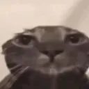 mymeowestreaction mymeowestreaction