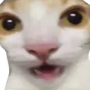 catamazedsuprisedshocked
