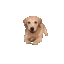 DogSmile