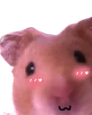cutehamster