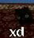 xd