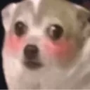 ShyDoge ShyDoge