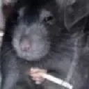 ratatouille