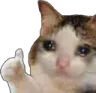 sadcatthumb