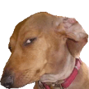 Capping_Dog Discord emoji