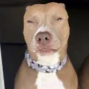 rizzdoggo