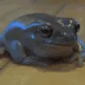 intensefrog