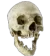 Skull Pog Discord Emoji