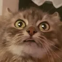 dannysweirdekatzeminka