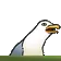 REEgull