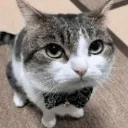 silly_cat