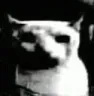 RC_SadBruhCat RC_SadBruhCat