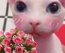 Bingus_Rosa