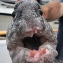 mouthfish
