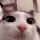 Plink