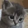 va_sadcat