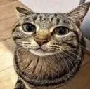 kiji