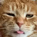 catwtf