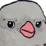 birb