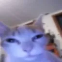 zzizi