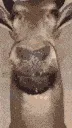 kr_deer