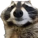 raccoonstare