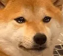 dogocrying