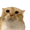 moocat moocat
