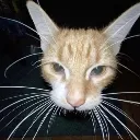 cat_stare