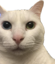 cat_stare Discord emoji