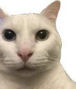 cat_stare cat_stare