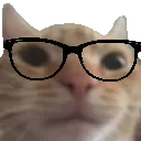 nerd_cat