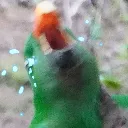 SaddestBirb