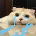 22_cat