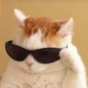 22_cat