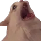 22_cat