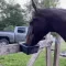 HorseAlert HorseAlert