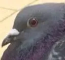 cutefatbaby