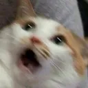 catscreach Discord Emoji