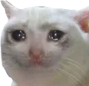 cryingcat