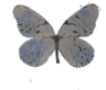 amateur_butterfly
