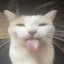 amateur_sillycat