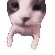 catKISS
