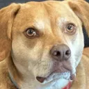 unamused_dog Discord Emoji