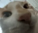 zuh