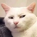 sideeyecat sideeyecat