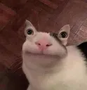 GatoSonriendo