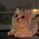 stare