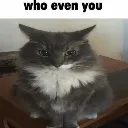 whoevenyou whoevenyou