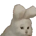 CatNod